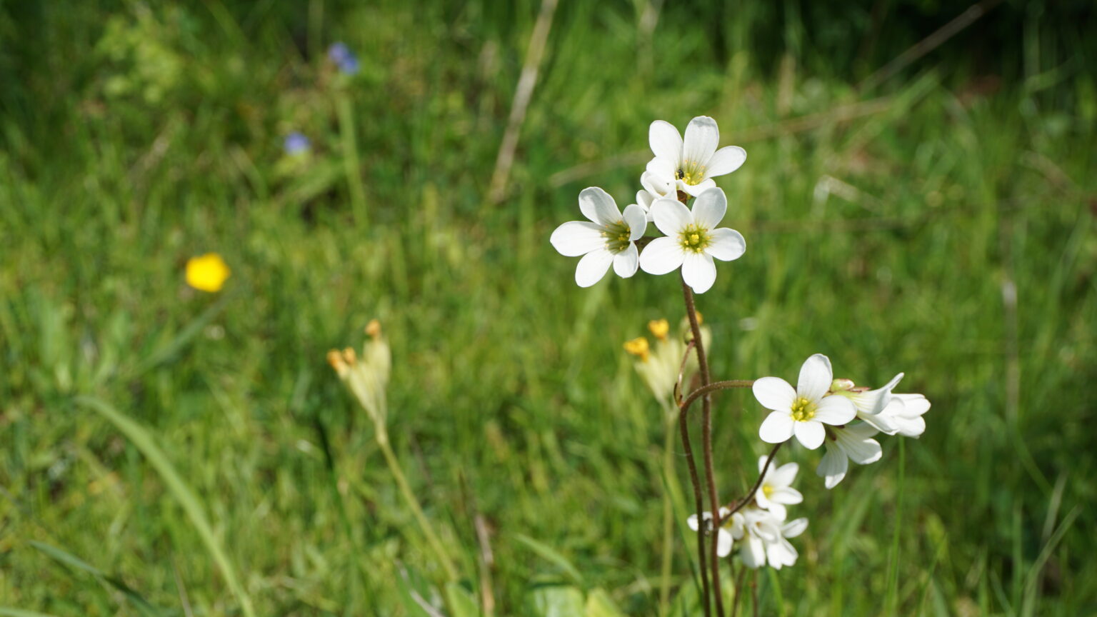 Blommor @