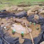 Pond build, digging and watering